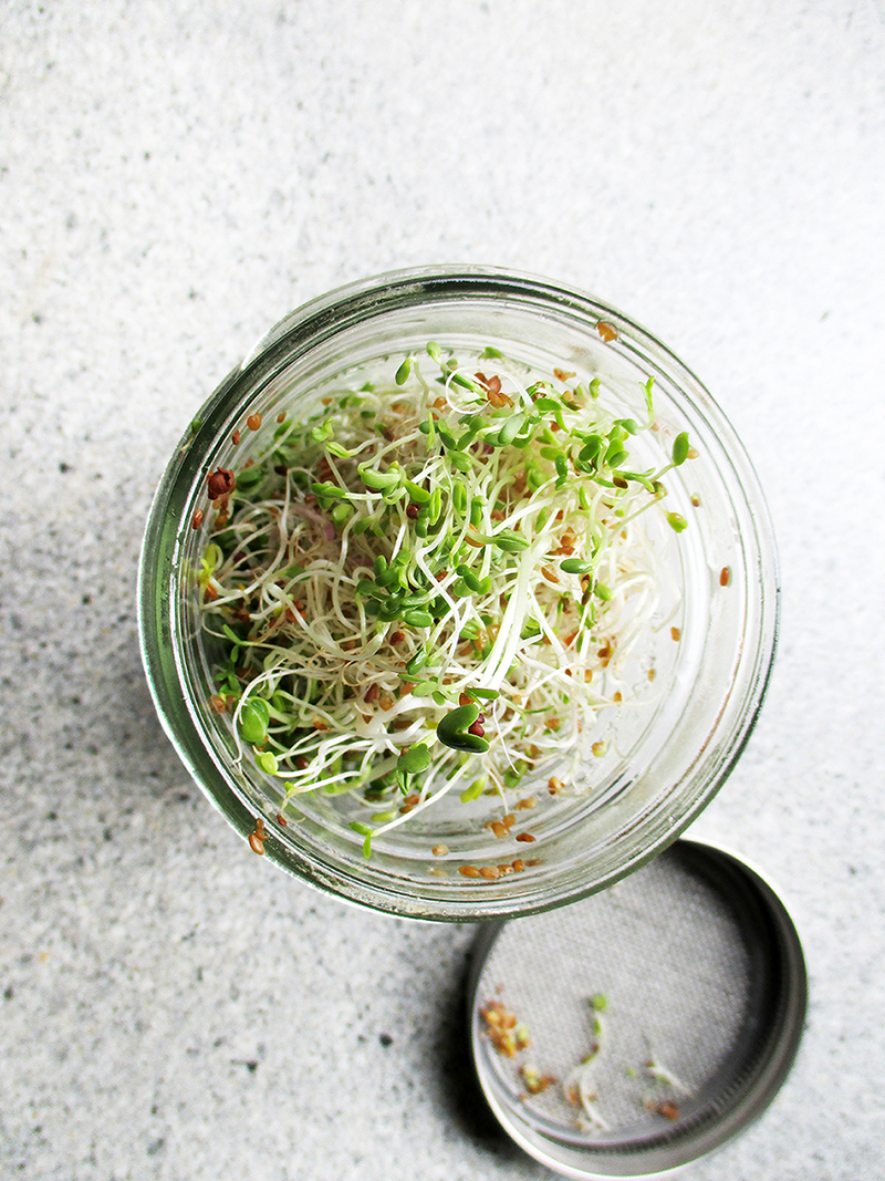 Raw DIY Sprouts Guide