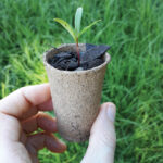 Alternative Sustainable Seed Raising Containers Coconut Cardboard Punnets 1