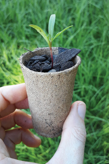 Alternative Sustainable Seed Raising Containers Coconut Cardboard Punnets 1
