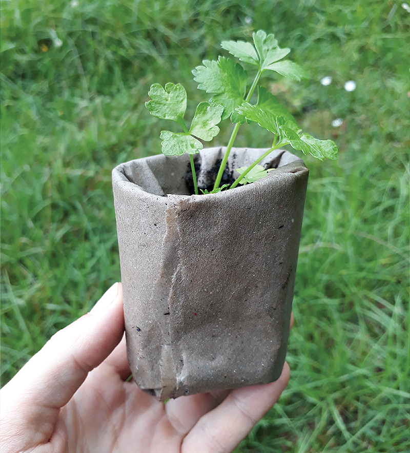 Alternative Sustainable Seed Raising Containers DIY Paper Container Punnet