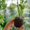Essen Gemuese Selbst Anbauen Nachhaltige Bio Alternativen Optionen Fuer Saatgut Ansiehen Kokos Quelltabs 2 1