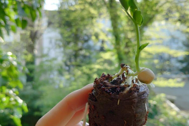 Essen Gemuese Selbst Anbauen Nachhaltige Bio Alternativen Optionen Fuer Saatgut Ansiehen Kokos Quelltabs 2 1